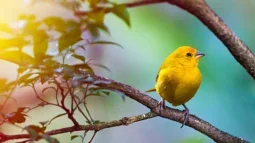 Un paradiso per gli osservatori di uccelli: Alla scoperta della diversità aviaria di Tenerife