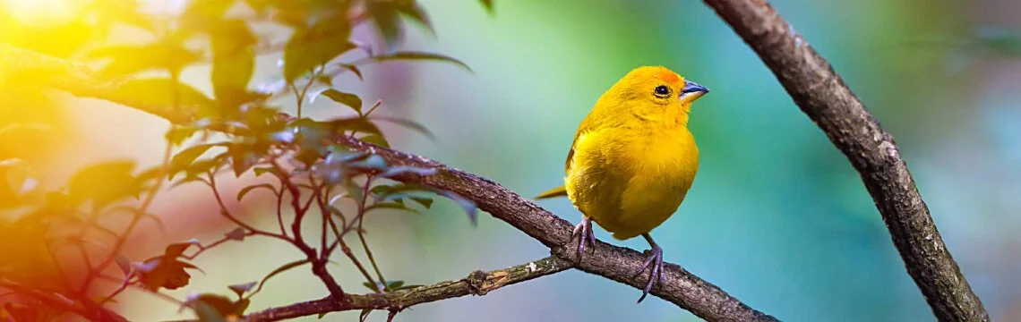 Un paradiso per gli osservatori di uccelli: Alla scoperta della diversità aviaria di Tenerife