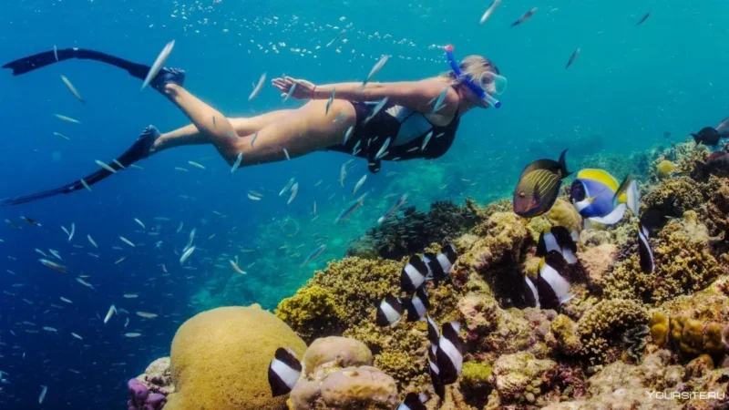 Nuotare con la corrente: Un'immersione profonda nei luoghi di snorkeling di Tenerife