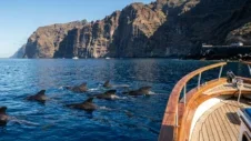 Avvistamento Balene e Delfini a Tenerife: I Migliori Tour in Barca e Come Arrivarci in Auto (2026)