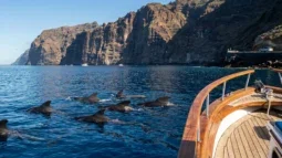Avvistamento Balene e Delfini a Tenerife: I Migliori Tour in Barca e Come Arrivarci in Auto (2026)